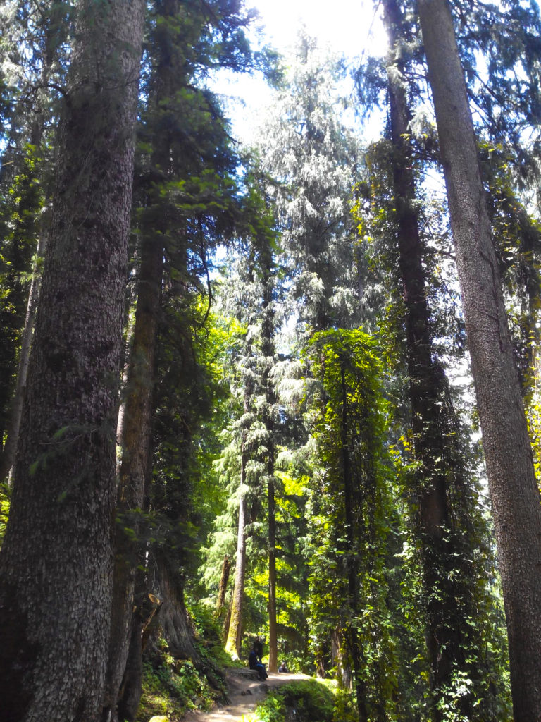 Walking the woods, following the trails